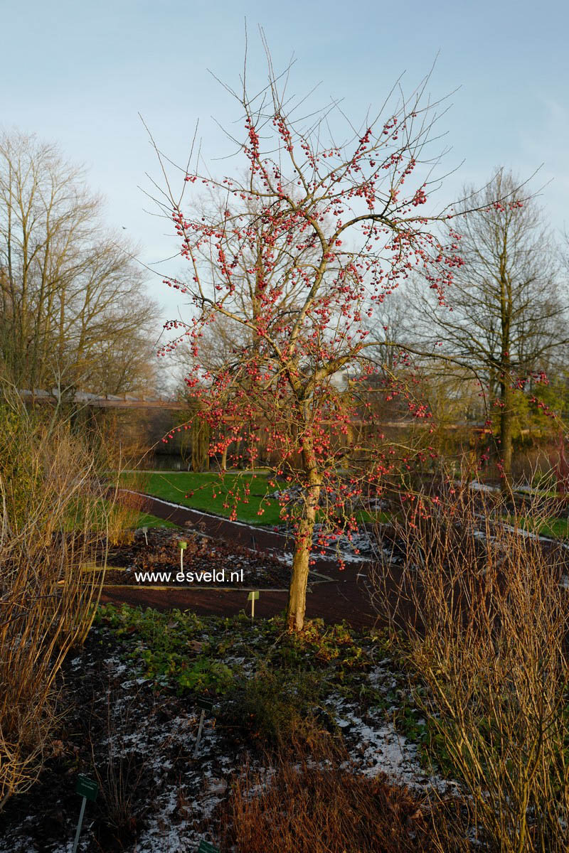 Malus 'Red Sentinel'