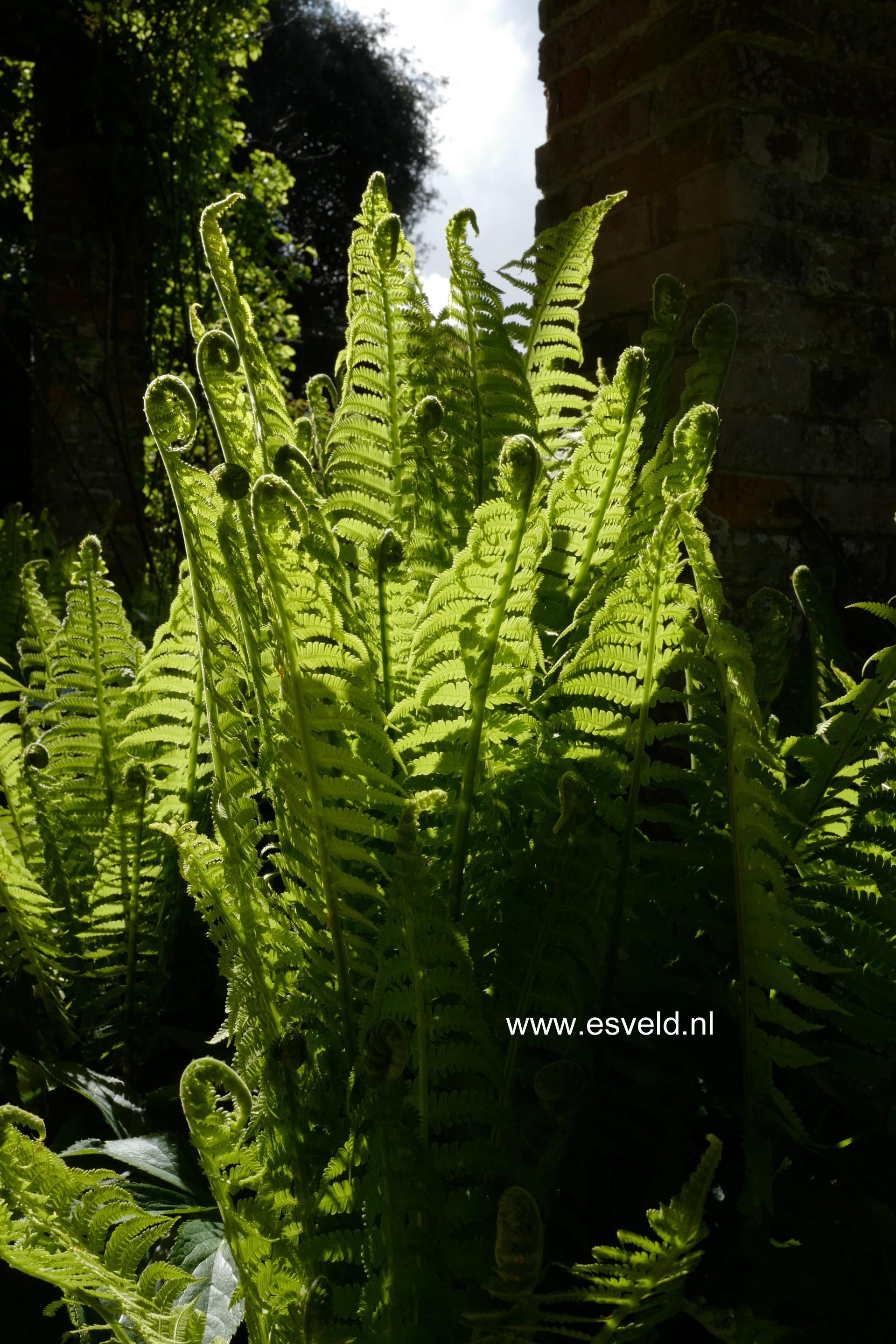 Matteuccia struthiopteris