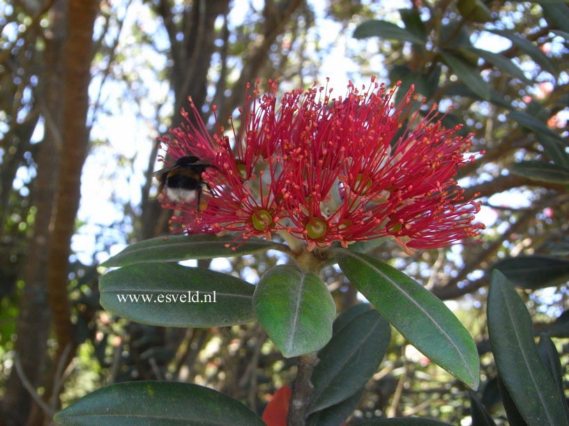 Metrosideros excelsa