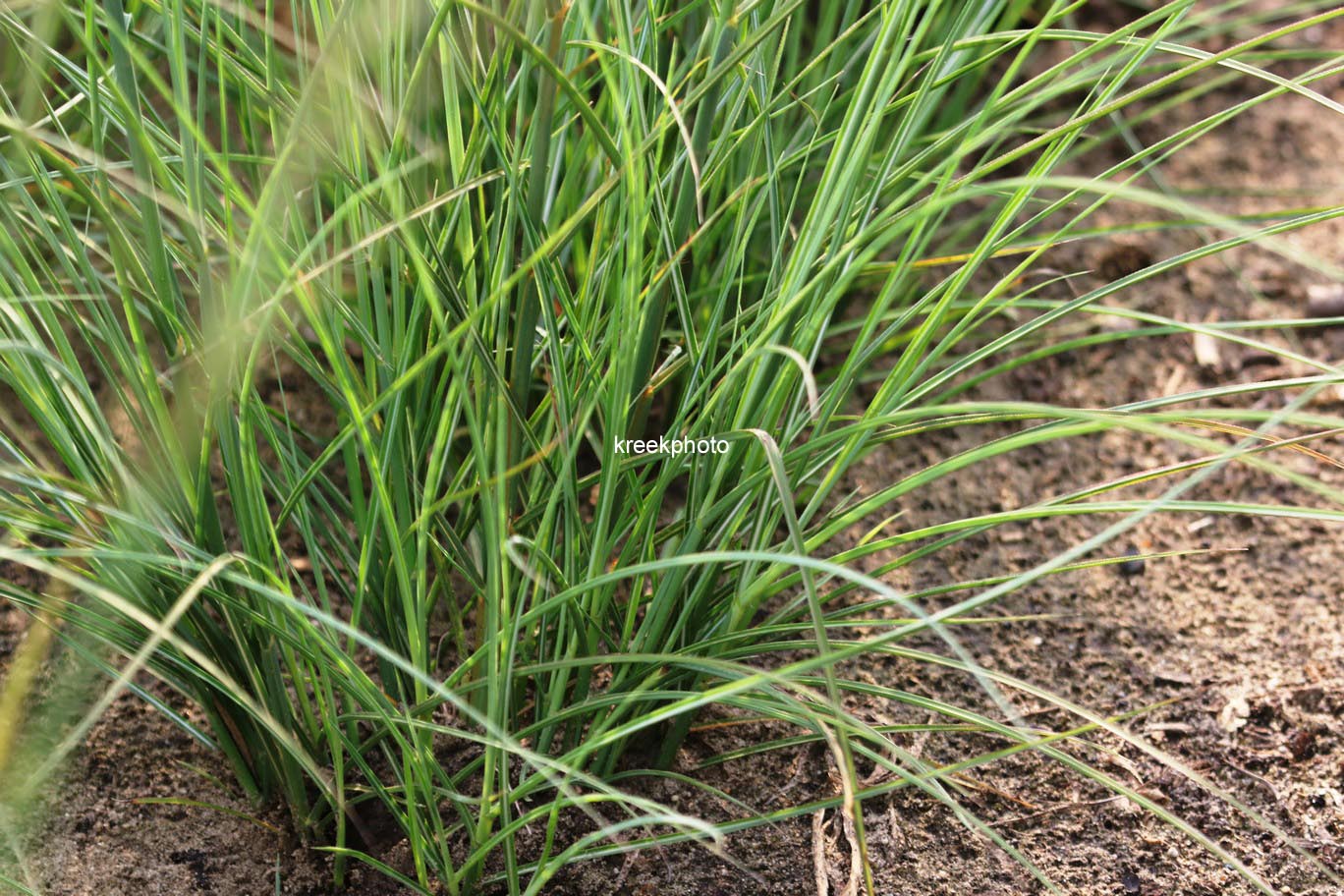 Miscanthus sinensis 'Kleine Silberspinne'