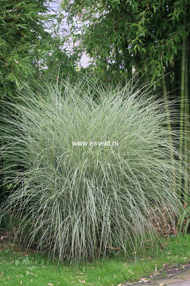 Miscanthus sinensis 'Morning Light'
