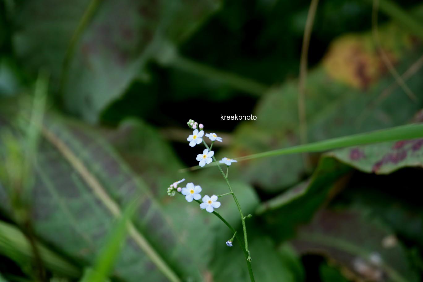 Myosotis palustris
