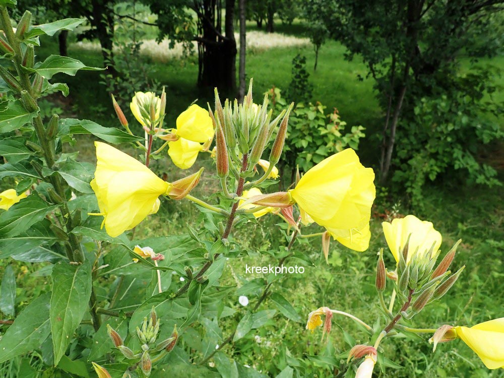 Oenothera biennis