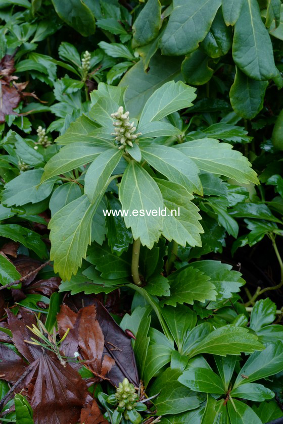 Pachysandra terminalis