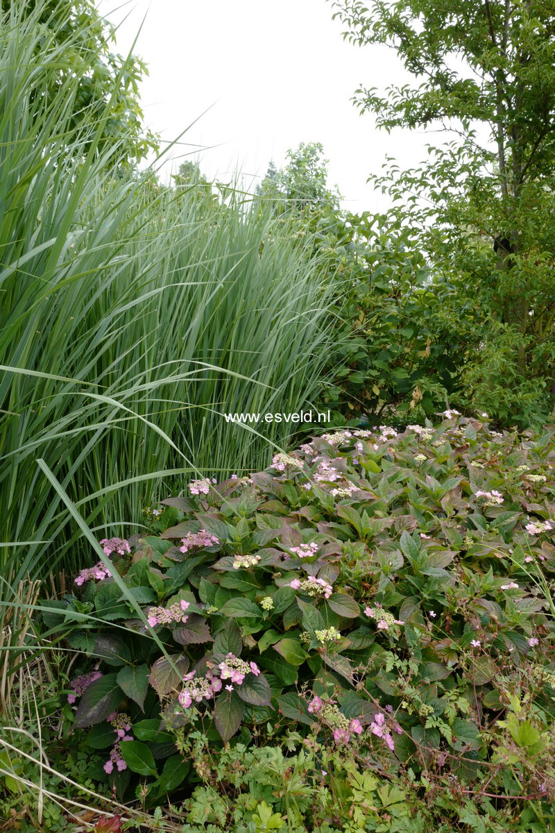 Panicum virgatum 'Northwind'