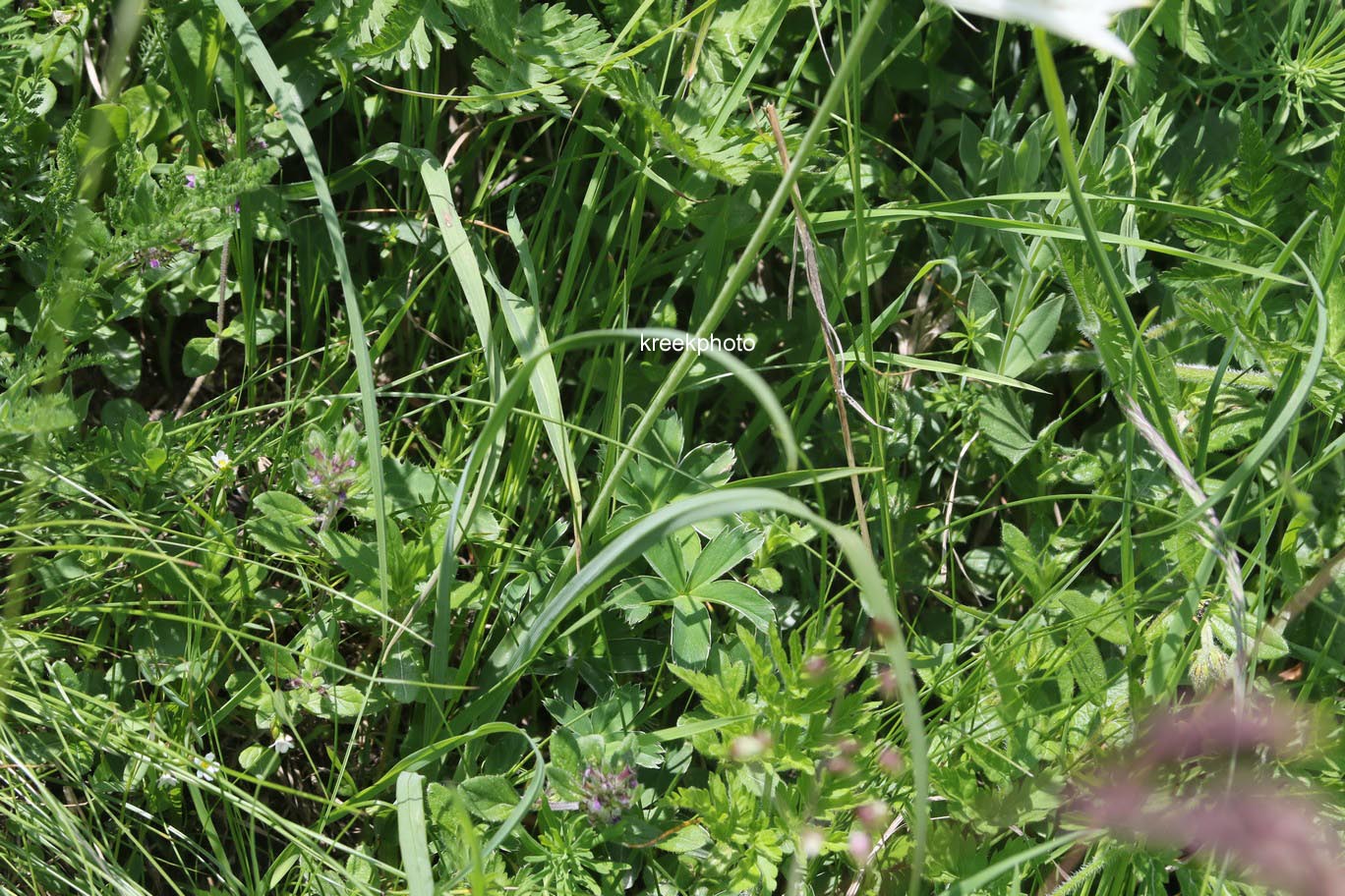 Paradisea liliastrum