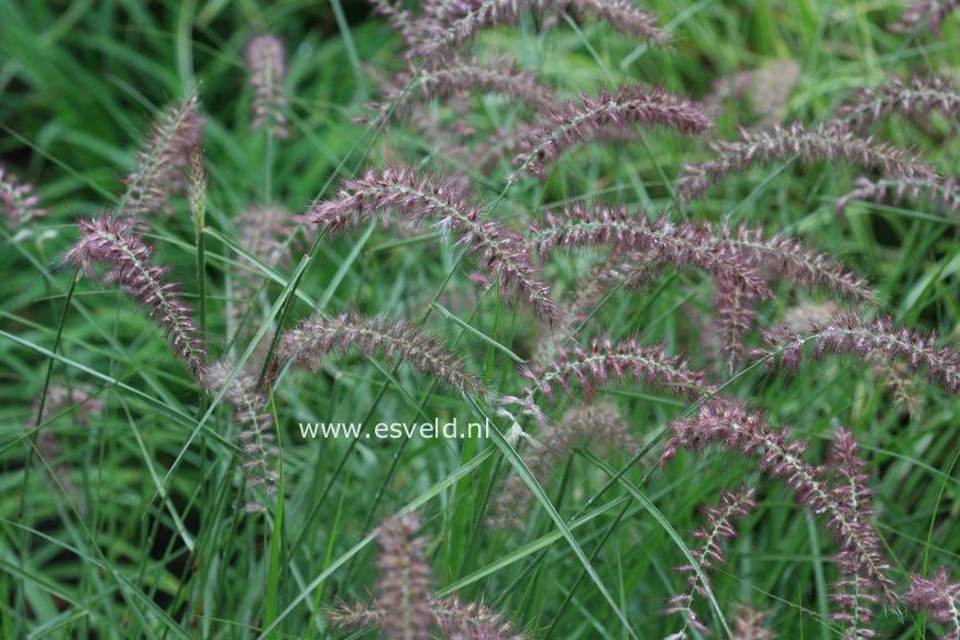 Pennisetum orientale 'Karley Rose'