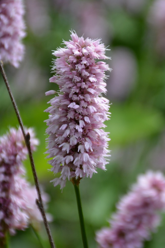 Persicaria bistorta 'Superba'