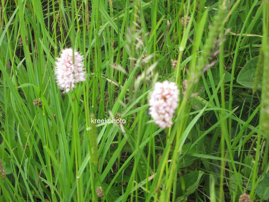 Persicaria bistorta