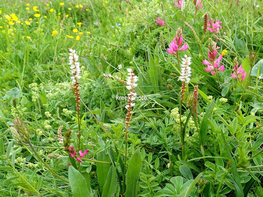 Persicaria vivipara