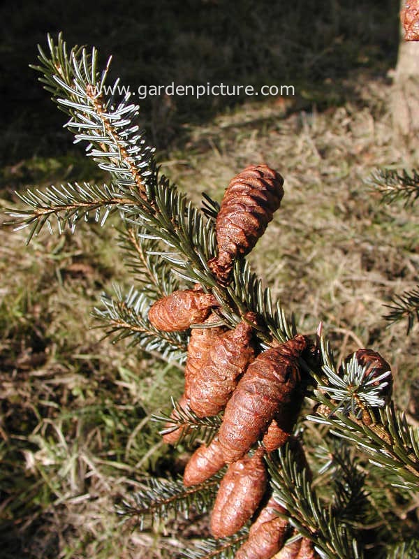 Picea abies