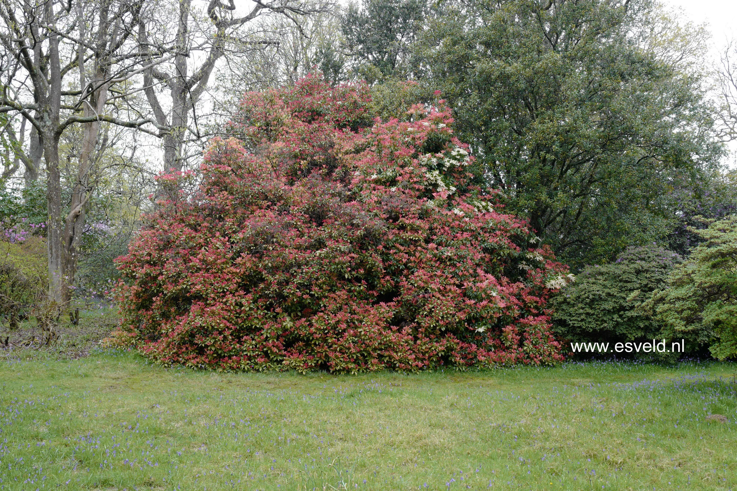 Pieris formosa 'Wakehurst'
