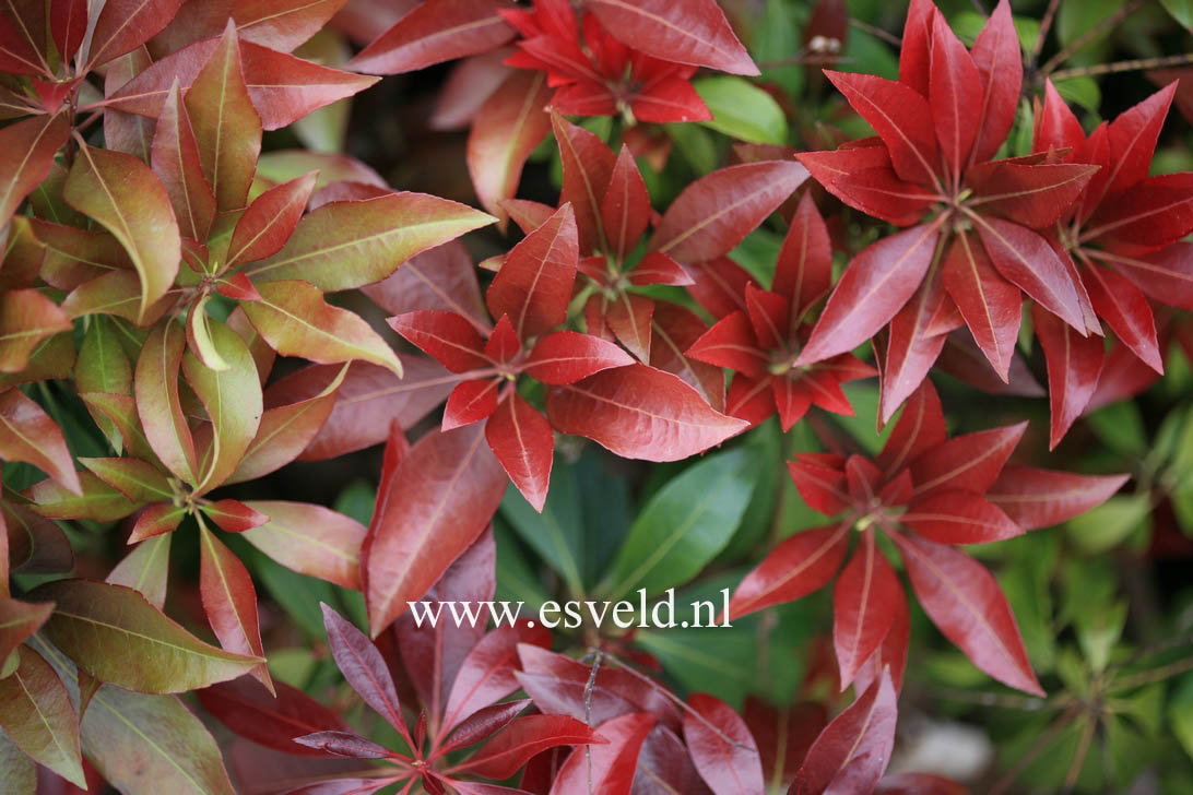 Pieris japonica 'Katsura'