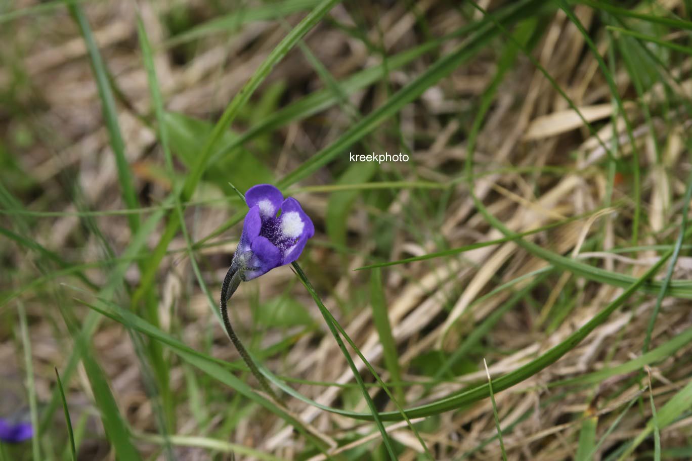 Pinguicula vulgaris