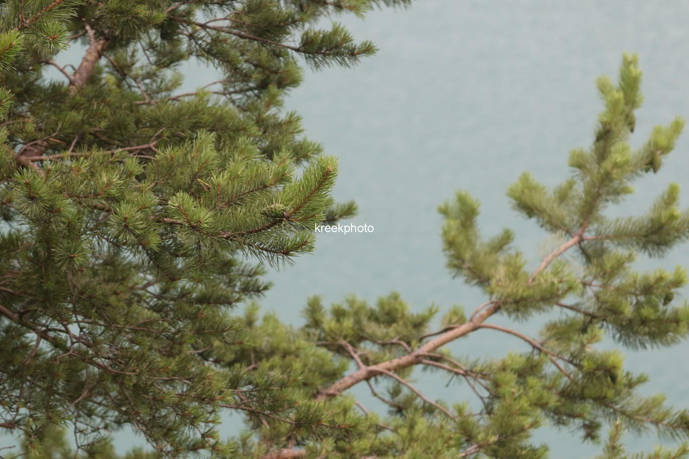 Pinus mugo subsp. uncinata