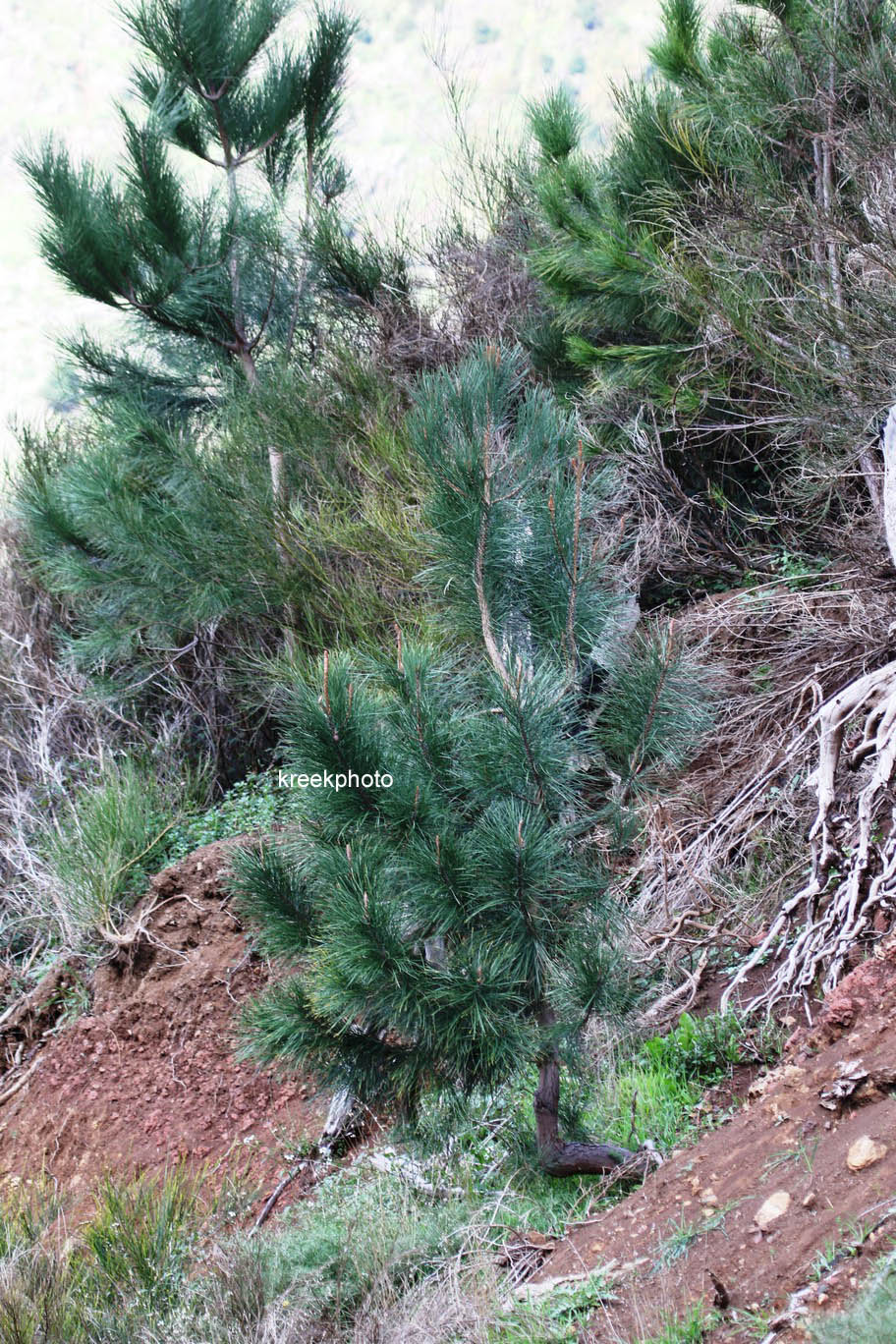 Pinus pinaster