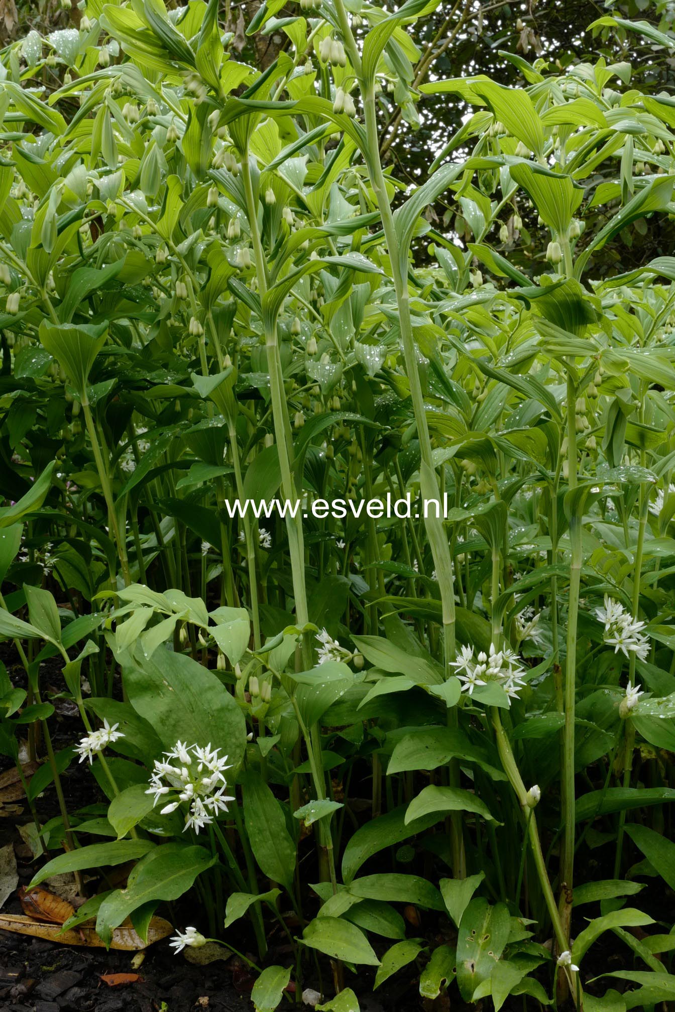Polygonatum multiflorum