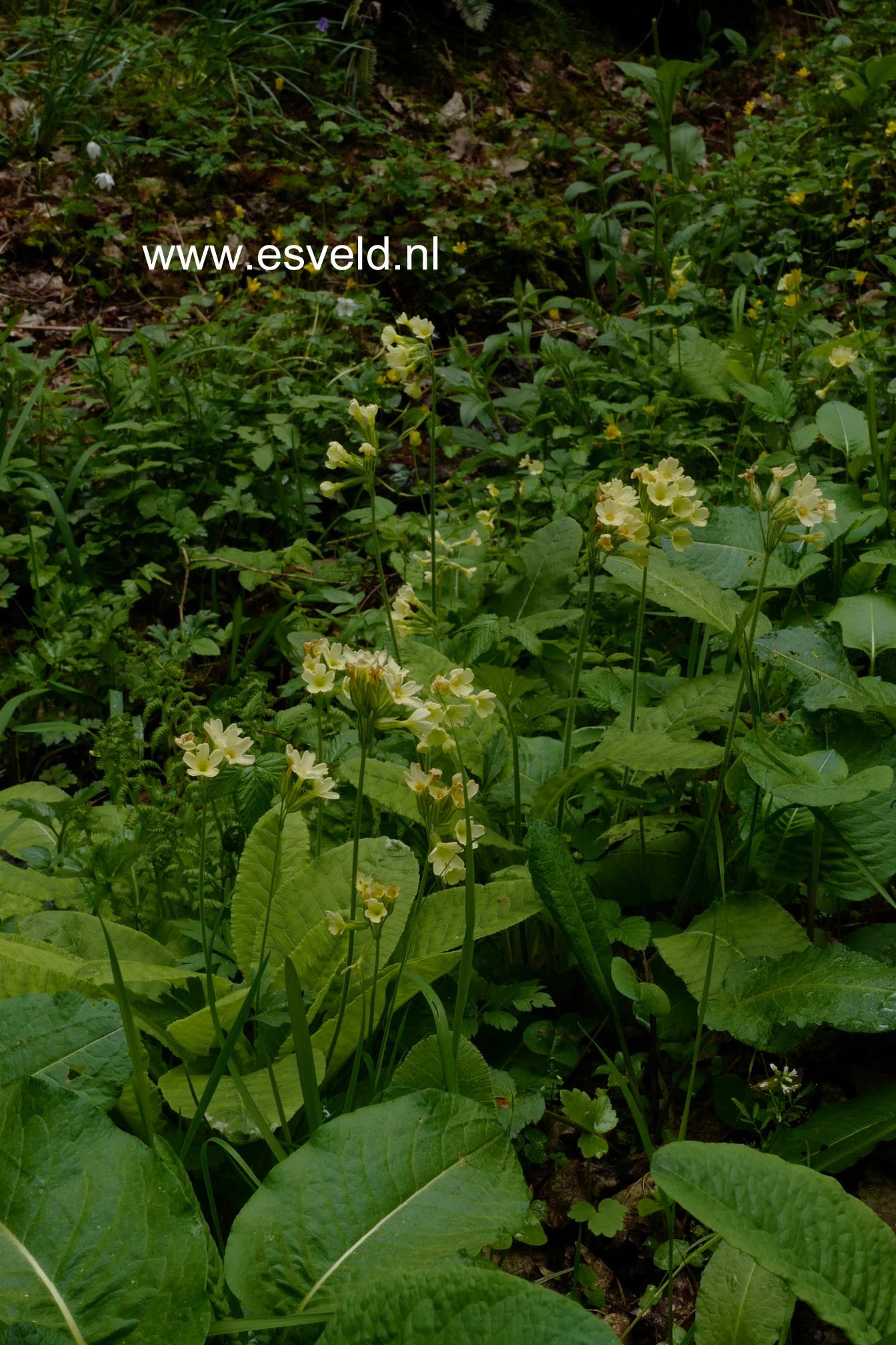 Primula elatior
