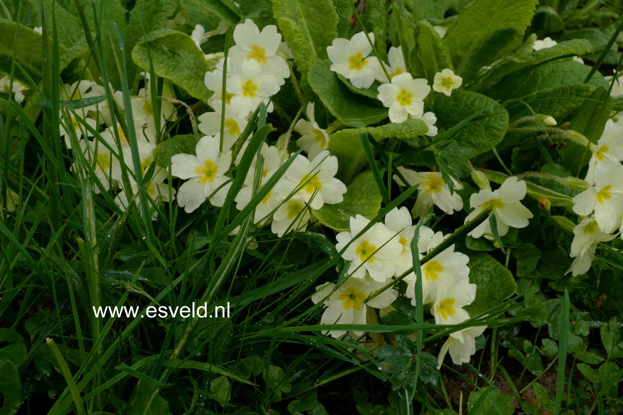 Primula vulgaris