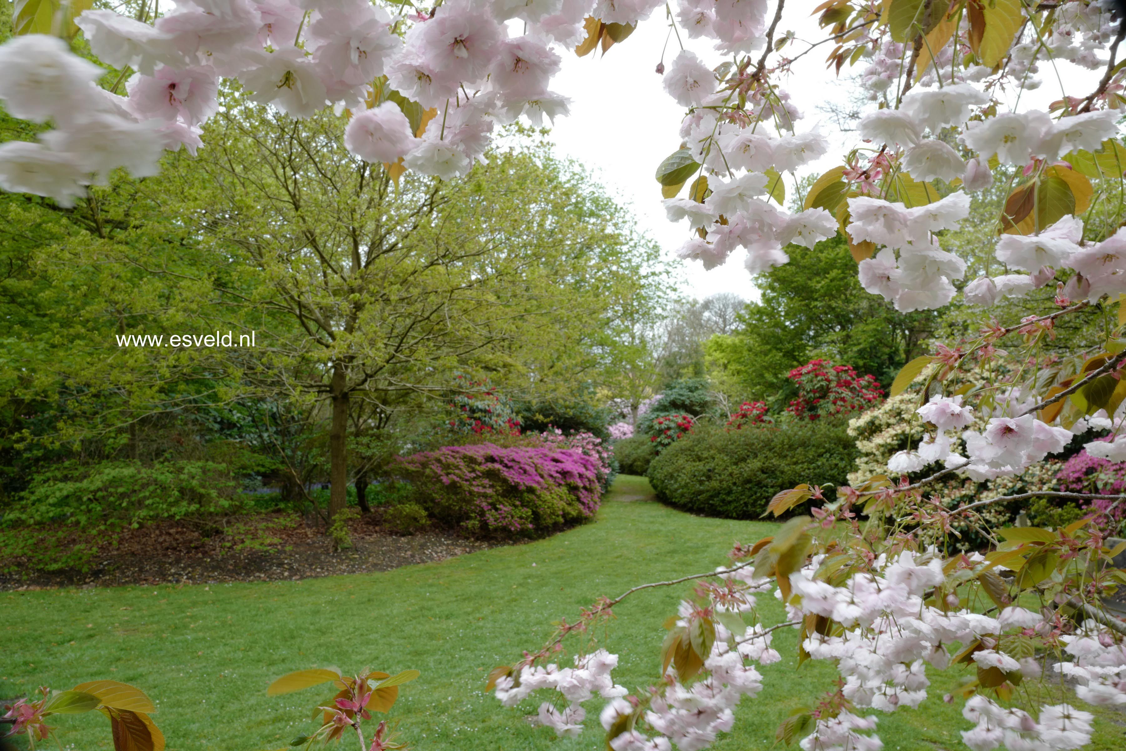 Prunus serrulata 'Fugenzo' (syn. 'Shirofugen')