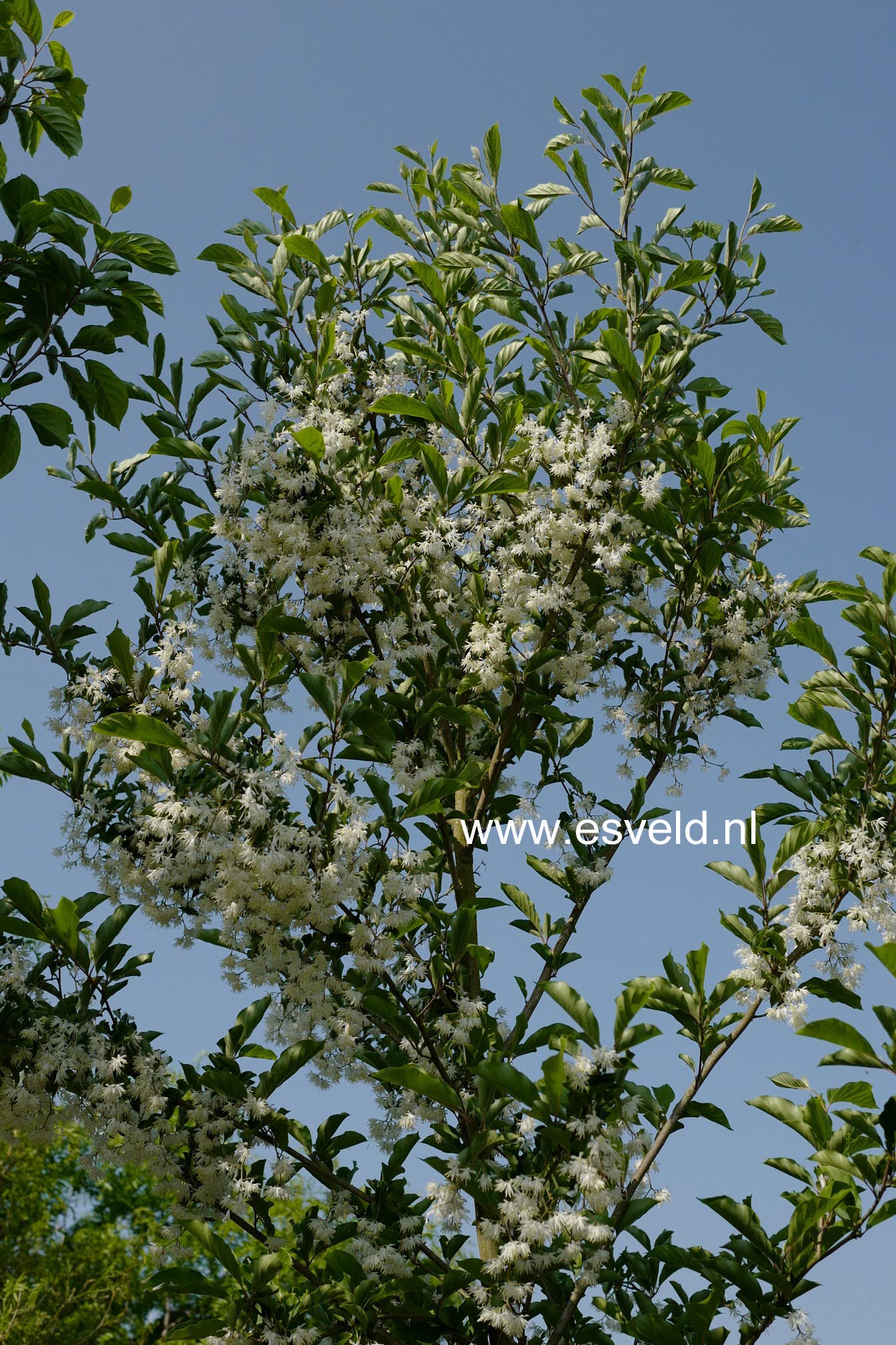 Pterostyrax corymbosa