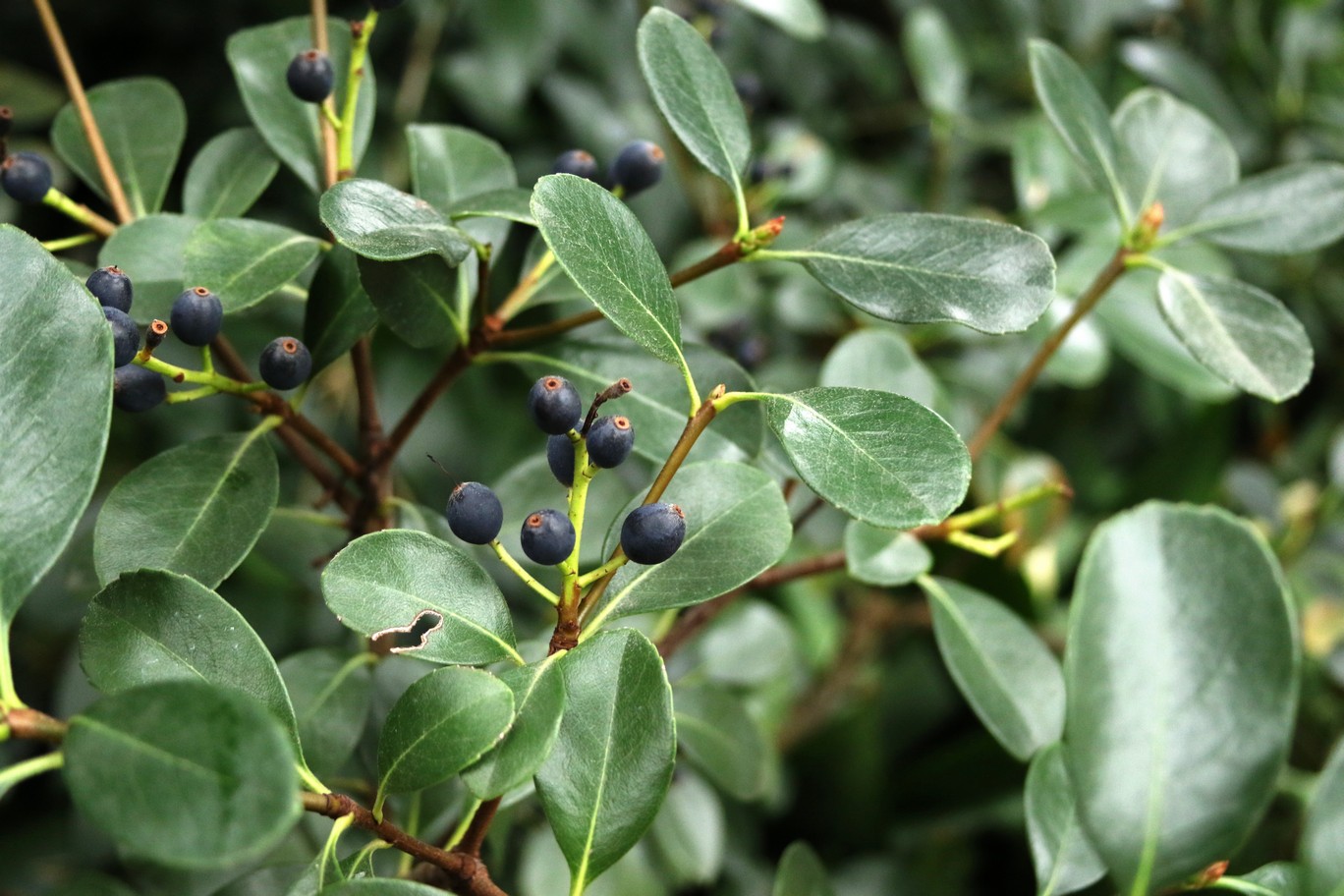 Rhaphiolepis umbellata