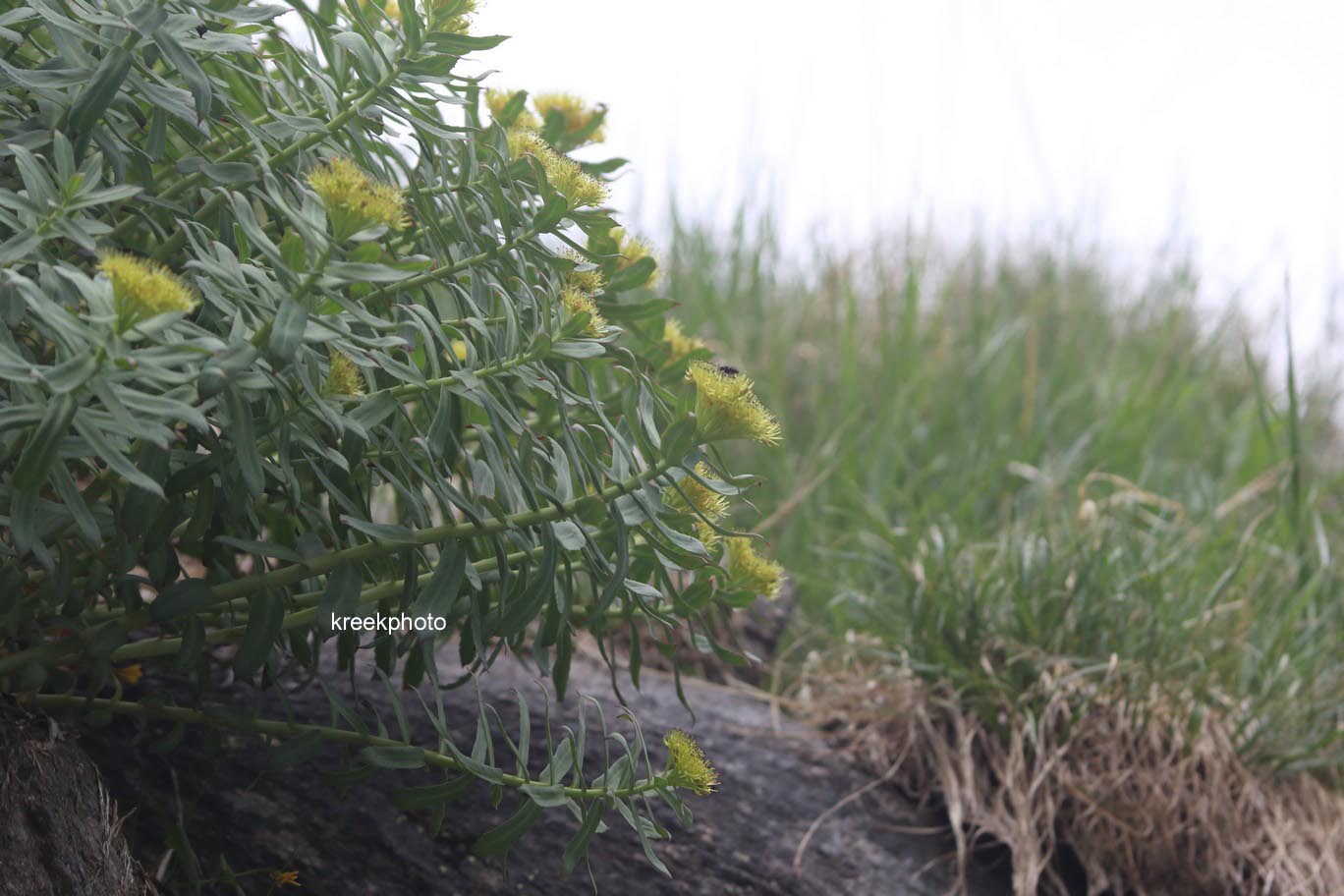 Rhodiola rosea
