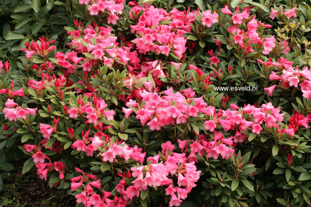 Rhododendron 'Winsome'