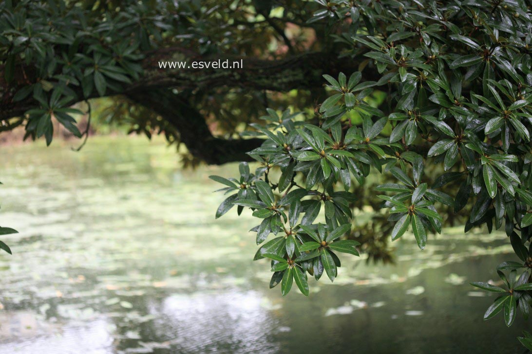 Rhododendron arboreum
