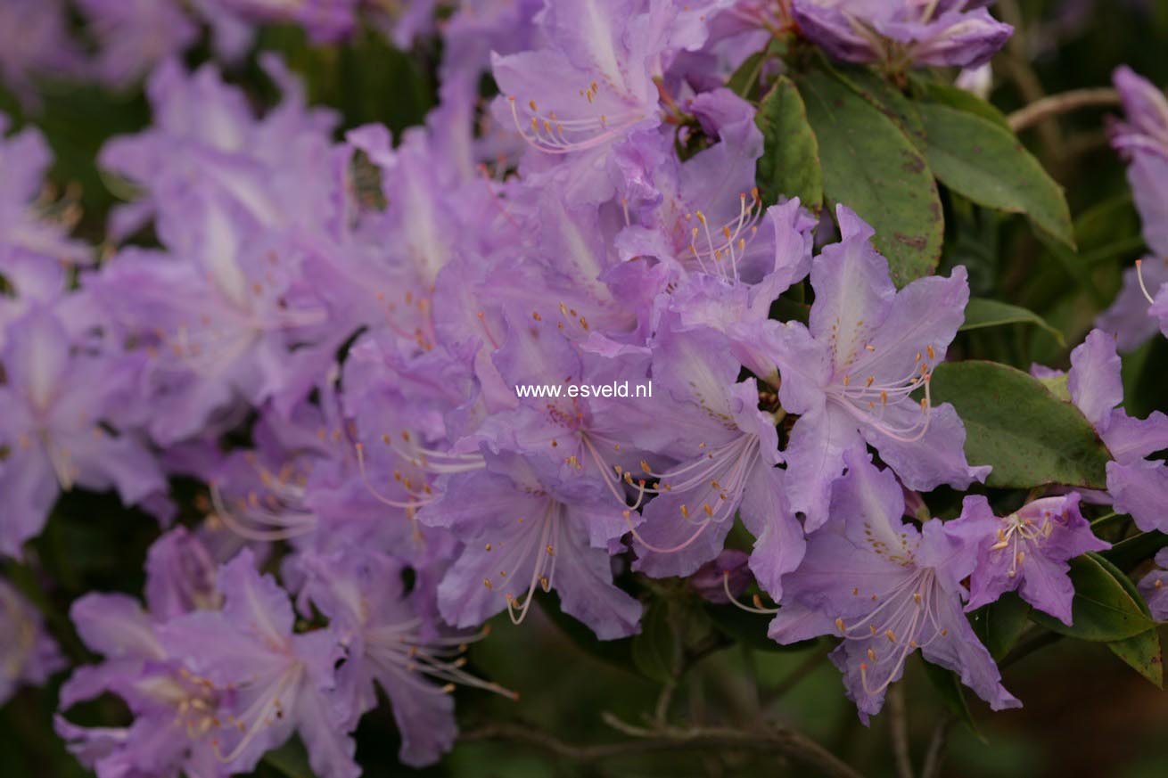 Rhododendron augustinii