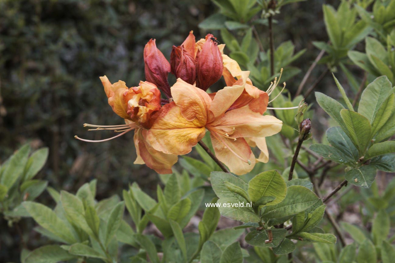Rhododendron calendulaceum