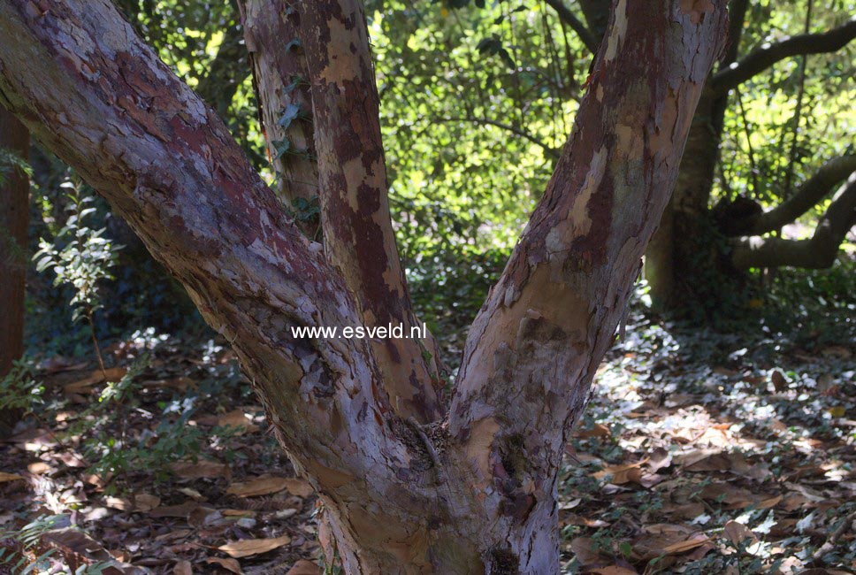 Rhododendron falconeri