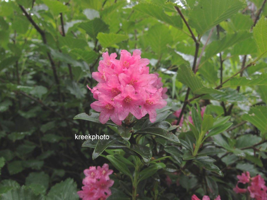 Rhododendron ferrugineum