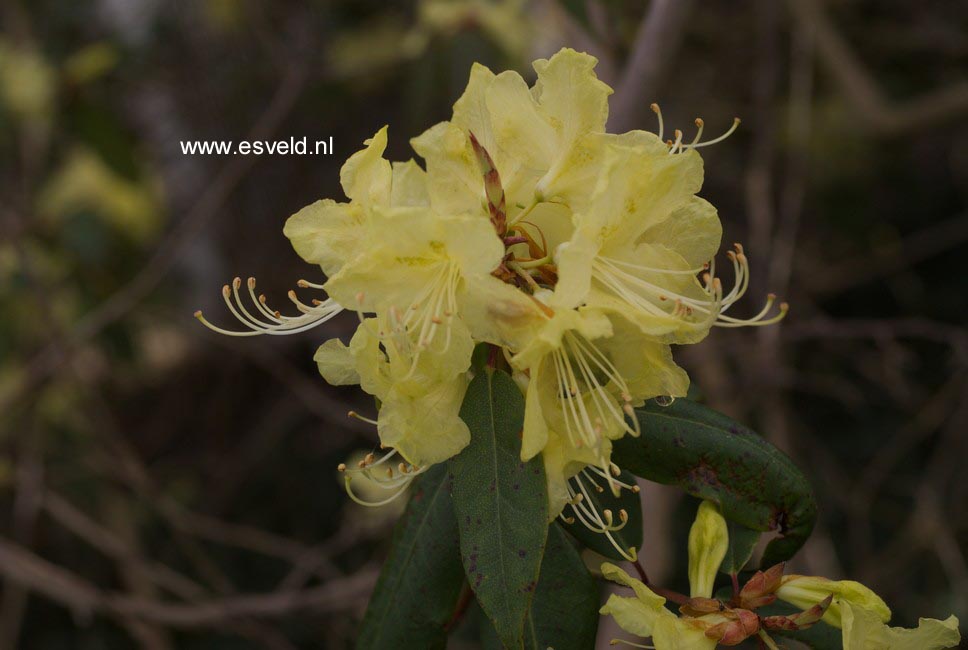 Rhododendron lutescens