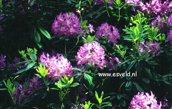 Rhododendron ponticum