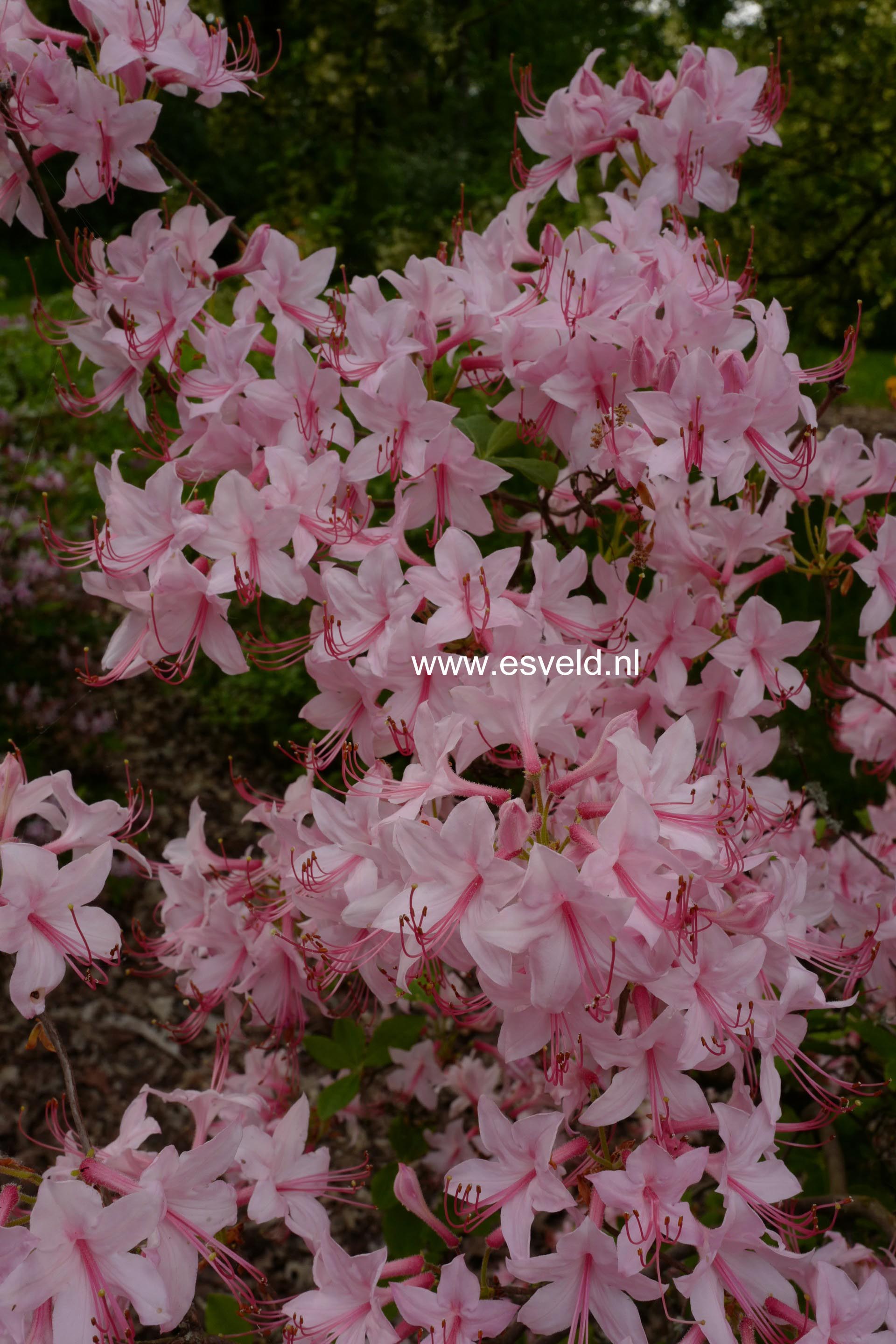 Rhododendron prinophyllum