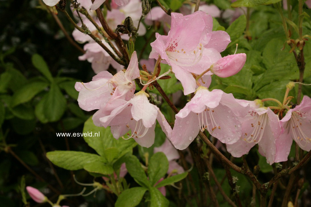 Rhododendron schlippenbachii
