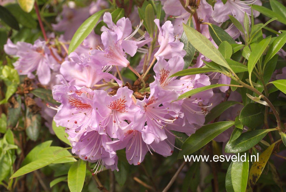 Rhododendron yunnanense