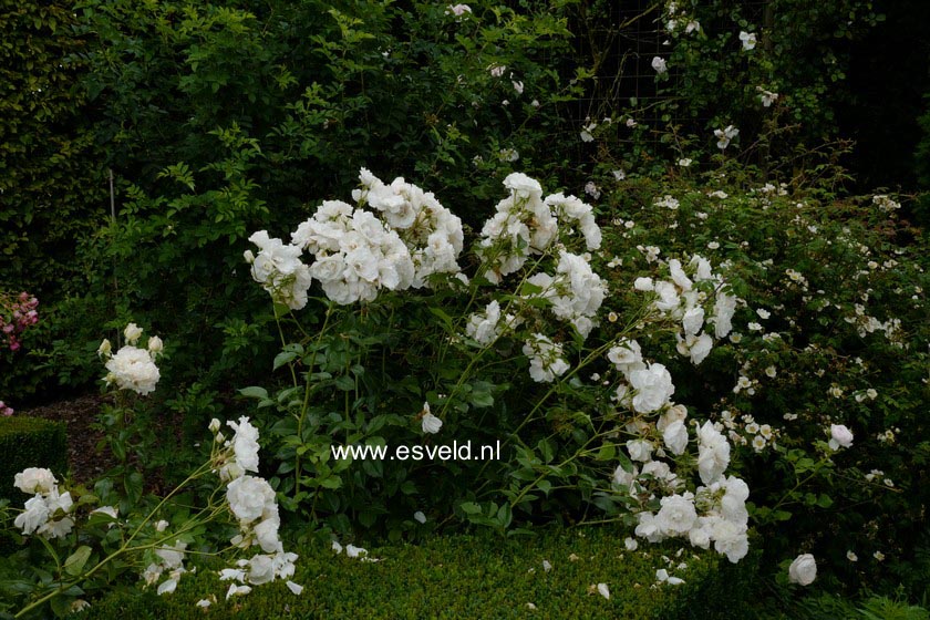 Rosa 'Schneewittchen' (KORBIN)