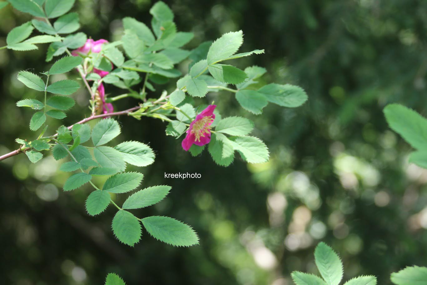Rosa pendulina