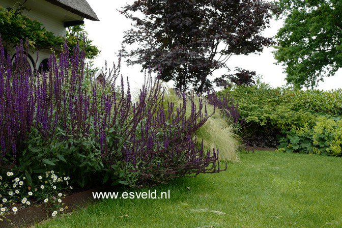 Salvia nemorosa 'Caradonna'