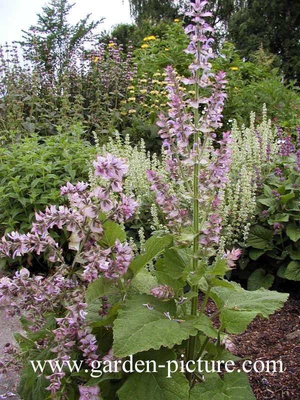 Salvia sclarea
