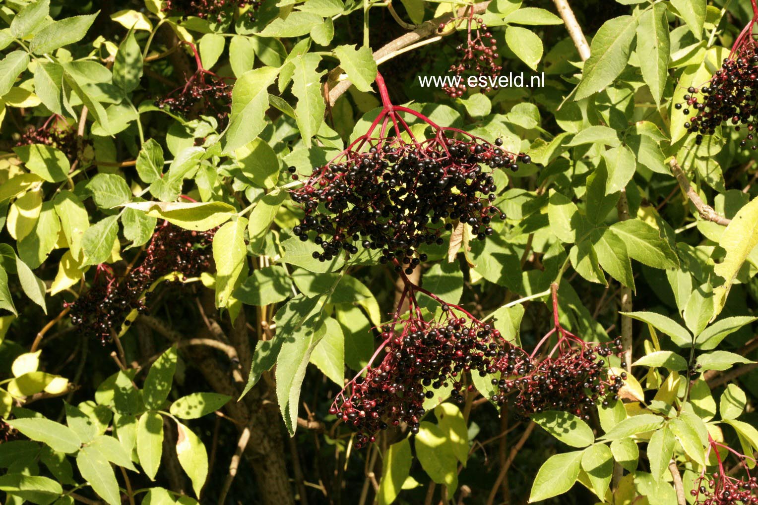 Sambucus nigra