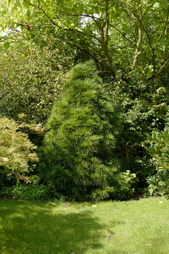 Sciadopitys verticillata