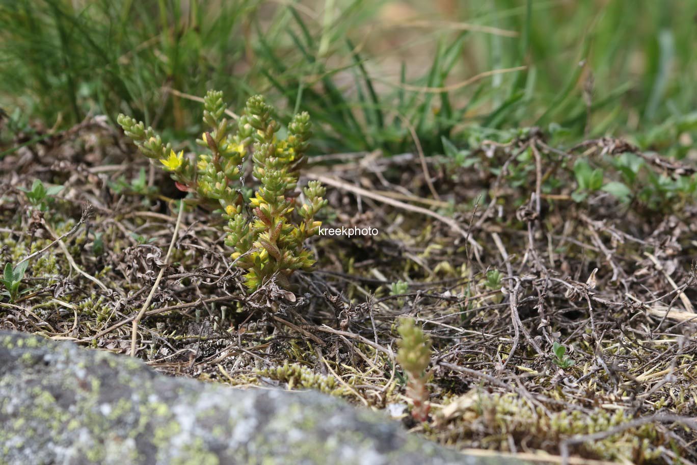 Sedum acre
