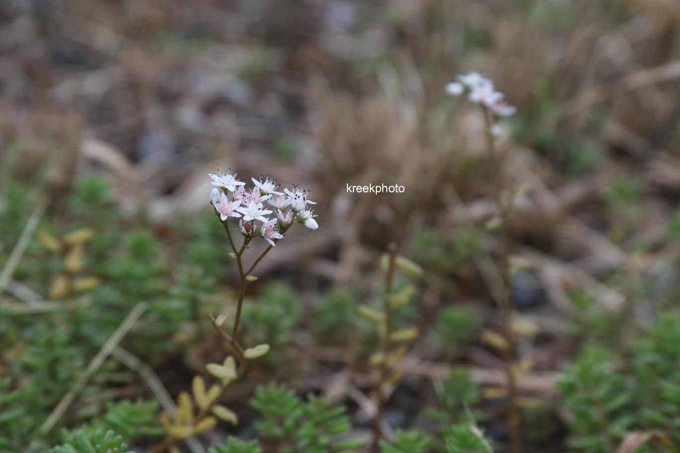 Sedum album
