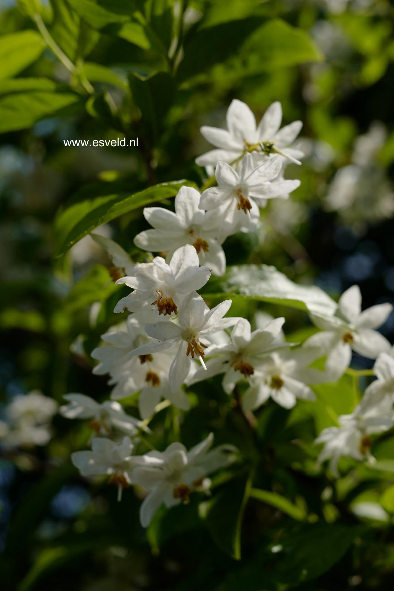 Sinojackia xylocarpa