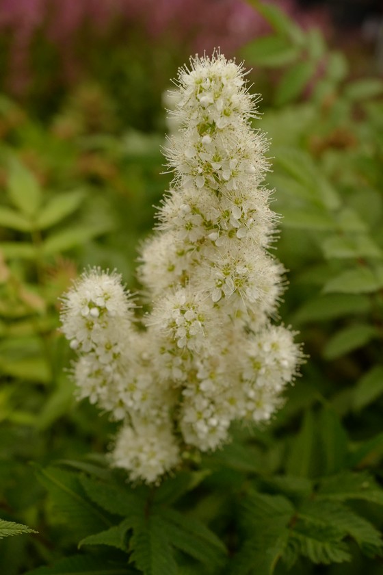 Sorbaria sorbifolia 'Sem'