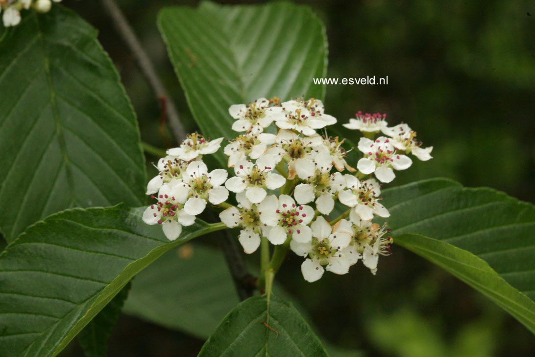 Sorbus caloneura