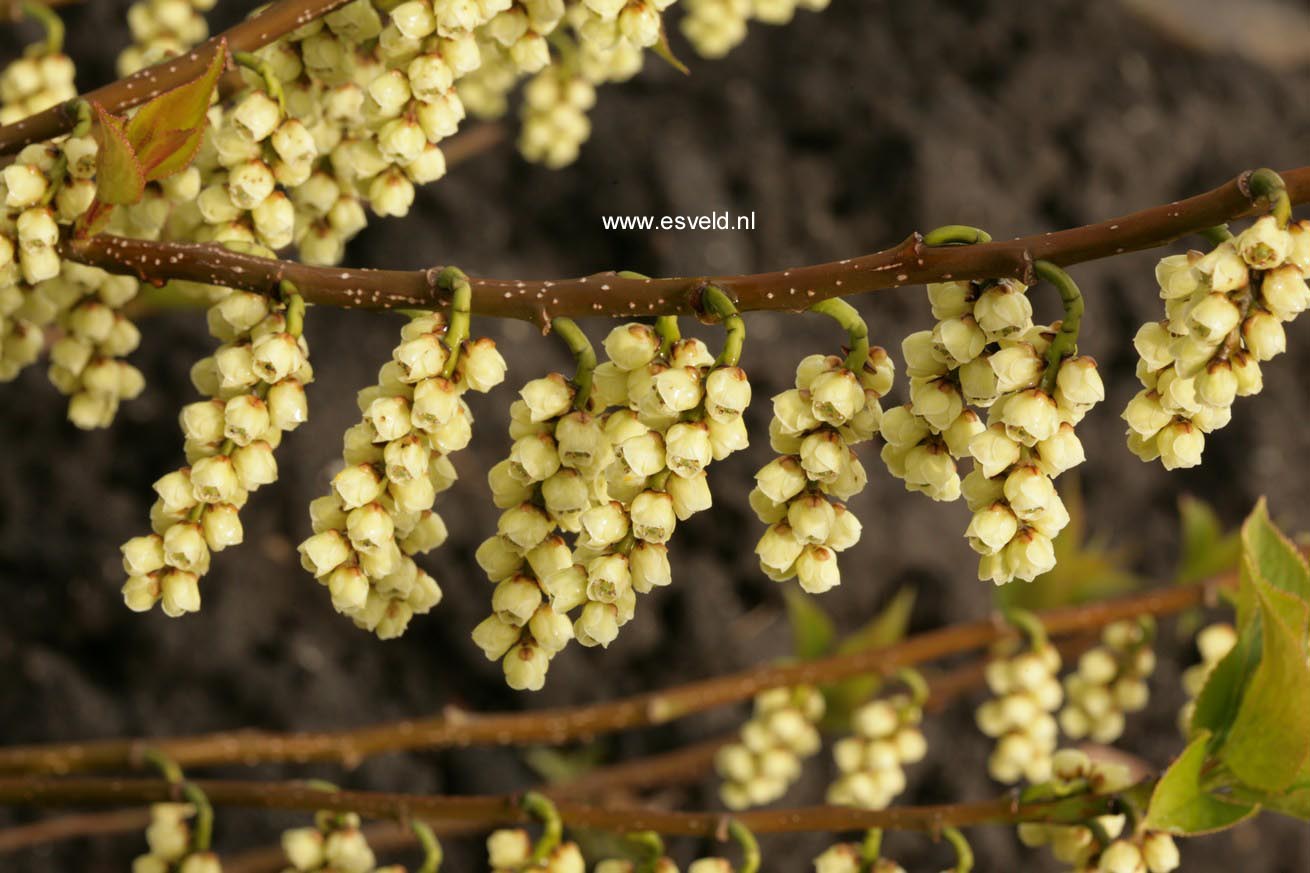 Stachyurus chinensis